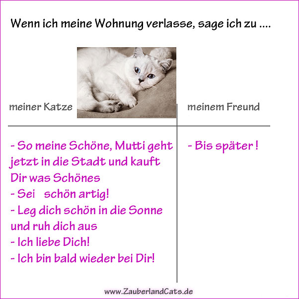 katzenliebe